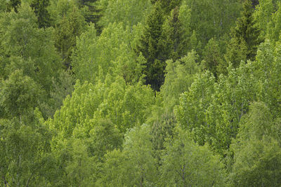 Pine trees in forest