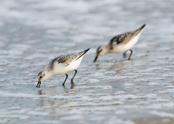 Sandpiper feeding on the sand. 