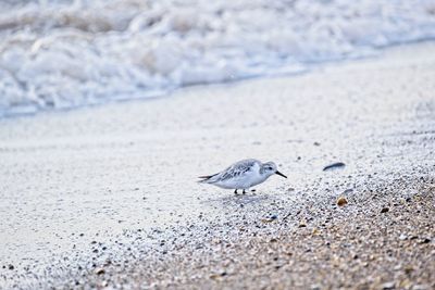 View of bird feeding on beach