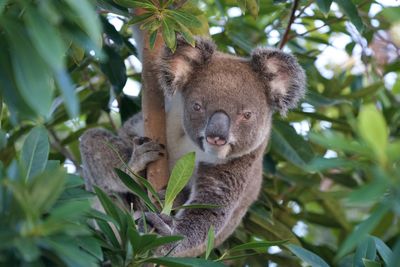 Low angle view of squirrel on tree