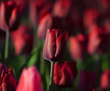 Close-up of red flower blooming outdoors