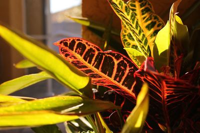 Close-up of red leaves on plant