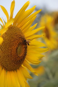 Close-up of bee pollinating on sunflower
