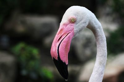 Head of phoenicopterus roseus or greater flamingo, selective focus with blurred background.