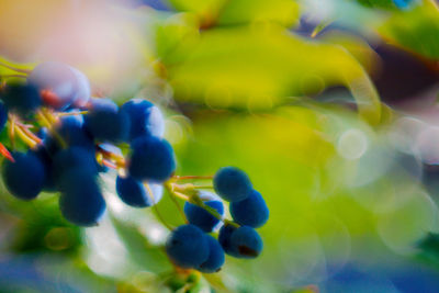 Close-up of grapes