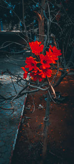 High angle view of red flowering plant