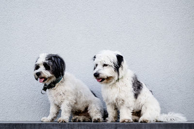 Dogs sitting outdoors