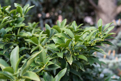 Close-up of fresh green leaves