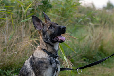 Close-up of a dog looking away