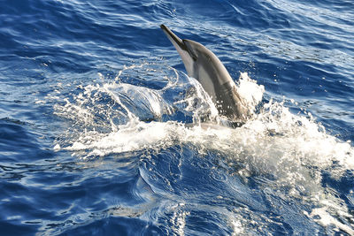 Scenic view of dolphin jumping from water