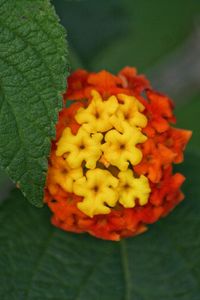 Close-up of orange flowers