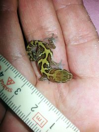 Close-up of hand holding leaf