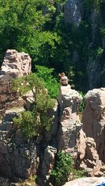 Plants growing on rocks