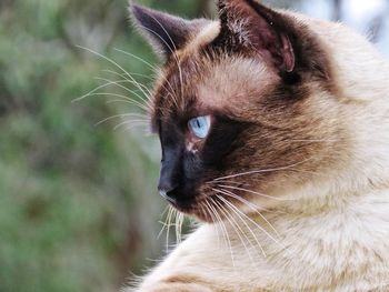 Close-up of a cat looking away