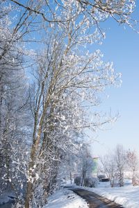 Snow covered trees against clear blue sky