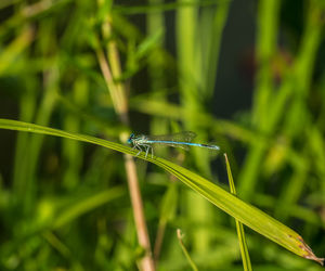 Close-up of insect on grass