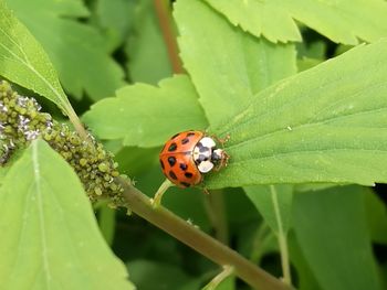 Close-up of ladybug on leaf