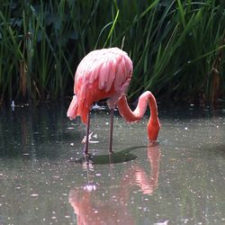 Colorful pink flamingo birds in a close up view on a sunny day