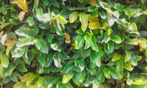 Full frame shot of plants