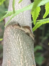 Close-up of lizard on tree trunk