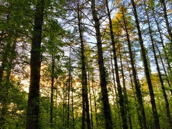 Low angle view of pine trees in forest