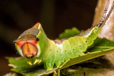 Close-up of caterpillar on plant