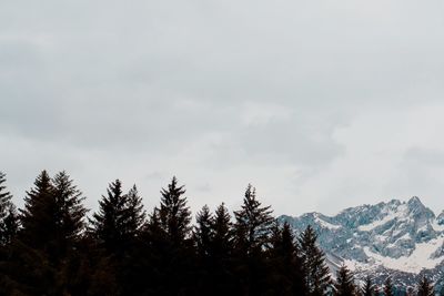 Low angle view of pine trees against sky