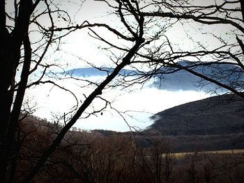 Bare trees on landscape against sky