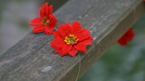 Close-up of red flowering plant