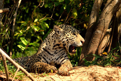 Jaguar female on rio cuiaba riverbank, porto jofre, brazil.