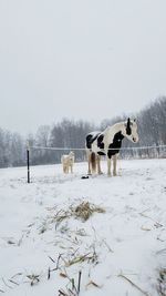 Horses on snow field against clear sky