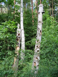 Trees in forest