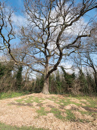 Bare trees on field against sky