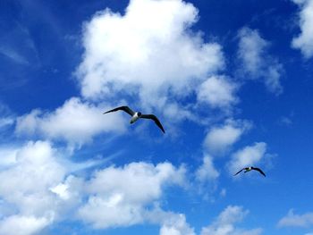 Low angle view of bird flying against blue sky