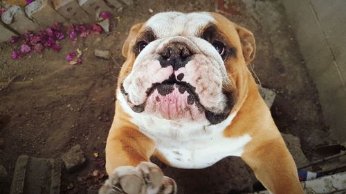 Close-up portrait of dog