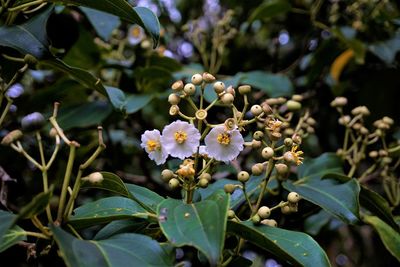 Close-up of flowering plant