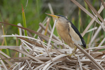 Close-up of bird perching on branch