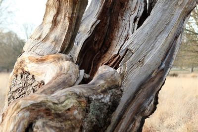 Close-up of driftwood on tree trunk