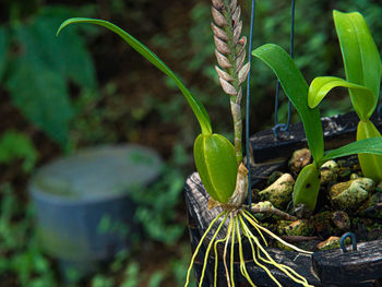 Close-up of fruits growing on plant