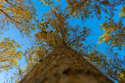 Low angle view of maple tree against blue sky