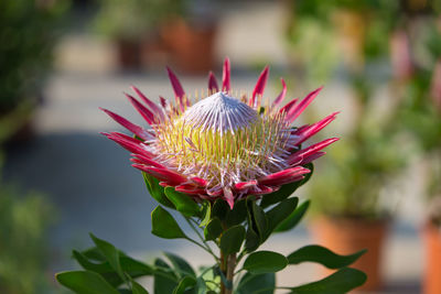 Close-up of red flowering plant