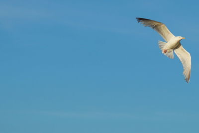 Low angle view of seagull flying in sky