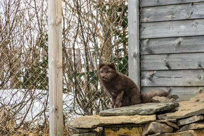 Cat on stone wall