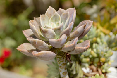 plant
