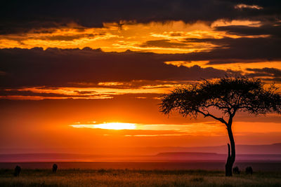Silhouette tree on field against romantic sky at sunset