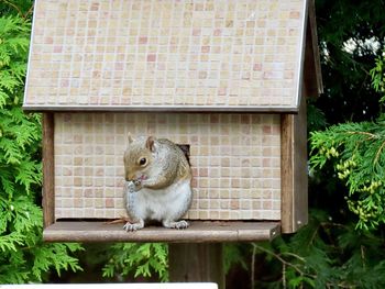 Closeup of a squirrel