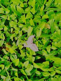 High angle view of iris blooming outdoors