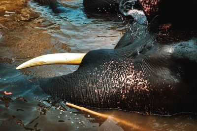 High angle view of crab in lake