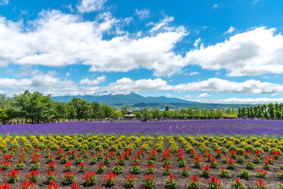 Scenic view of purple flowers on field against sky