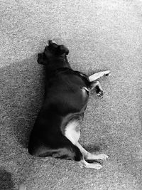 High angle view of dog sitting on land